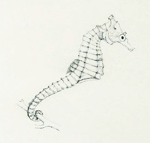 Giraffe seahorse